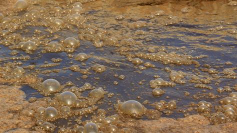 Close-up view of sewage water with bubbles and brownish residue on the surface.
