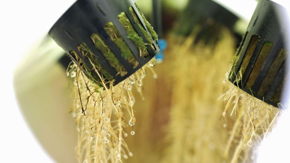 Aeroponic Farming – Process, Types, Advantages – Full Details