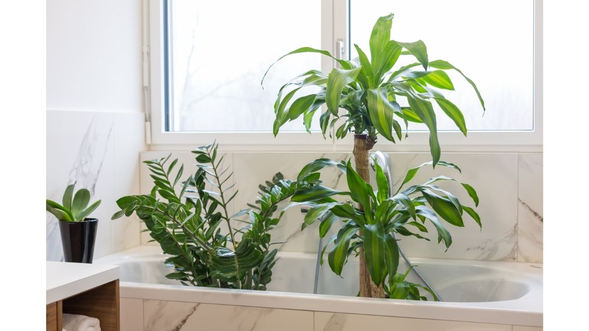 Top 10 Indoor Plants and their Benefits – Must Read