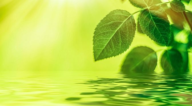 Biomass Energy – Definition, Advantages and Future