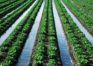 A field with parallel rows of green plants being irrigated using the furrow irrigation method, featuring visible water channels between the rows.