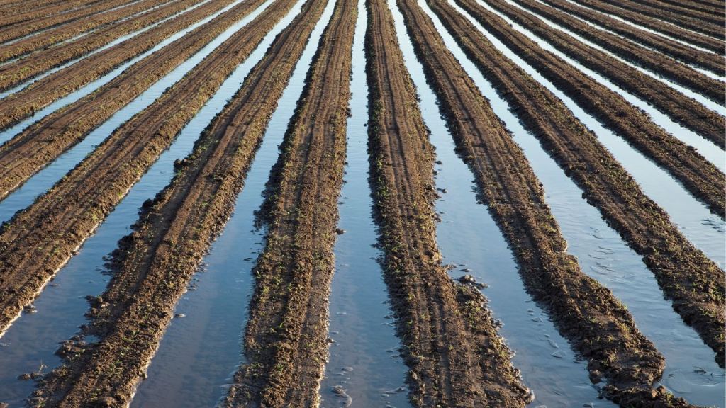 View of furrow irrigation method, showcasing parallel water channels in agricultural land, demonstrating effective water distribution for crops.