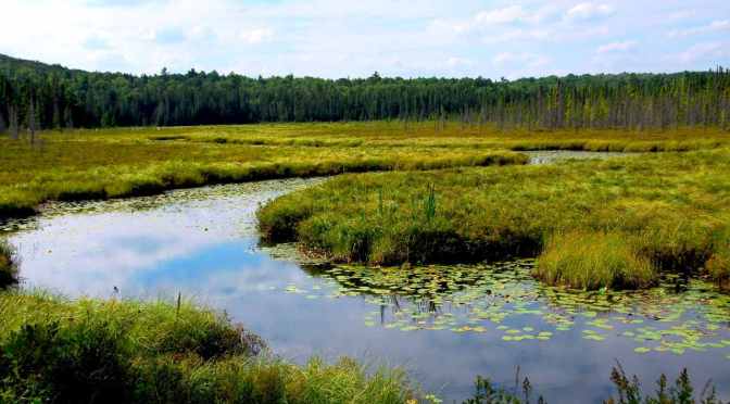 Constructed Wetlands for Wastewater Treatment